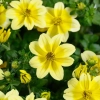 Bidens 'Timeless™ Yellow Splash' – uczep